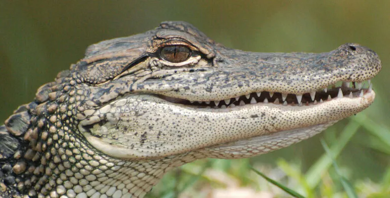 TOM SPIKE - Alligator
