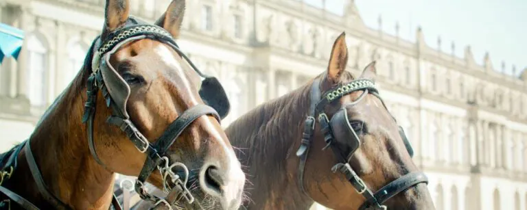 Pferde mit Scheuklappen als Symbol für Betriebsblindheit als Hemmnis für Innovation - TOM SPIKE